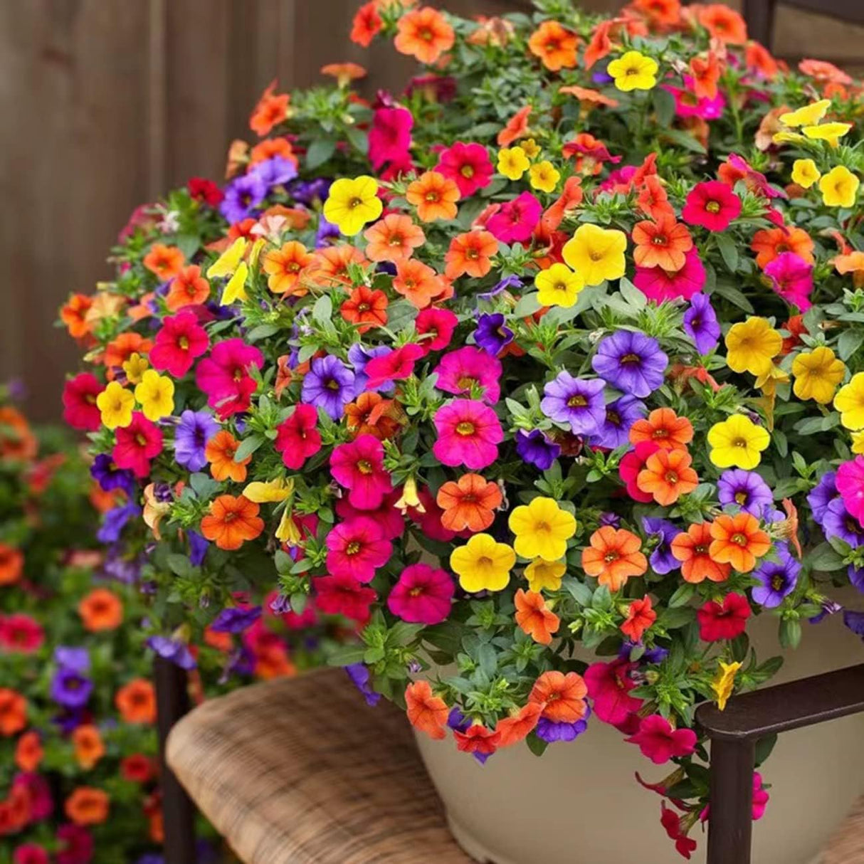 5000+ Semillas de Petunia Grandiflora para Jardín y Bonsai