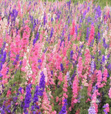 Semillas de Delphinium, No-GMO, Heirloom, Mezcla Imperial