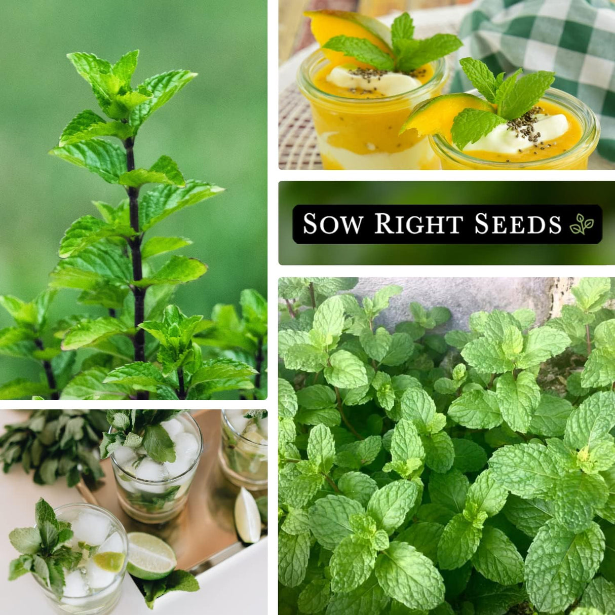 Semillas de Menta - Sow Right Seeds - No GMO, Herencia, 1 paquete