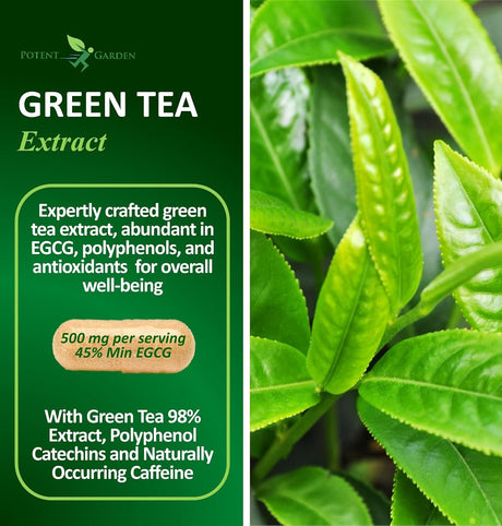 Extracto de Té Verde Potente con EGCG, Energía y Defensa Natural