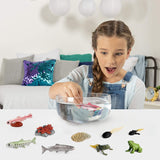 Figuritas Ciclo de Vida Animal SIENON - Rana y Salmón 10pcs