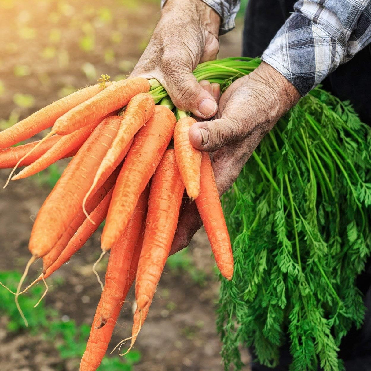 Semillas de Zanahoria Tendersweet - Old Farmer's Almanac - 2600 Semillas