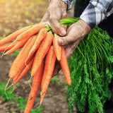 Semillas de Zanahoria Tendersweet - Old Farmer's Almanac - 2600 Semillas