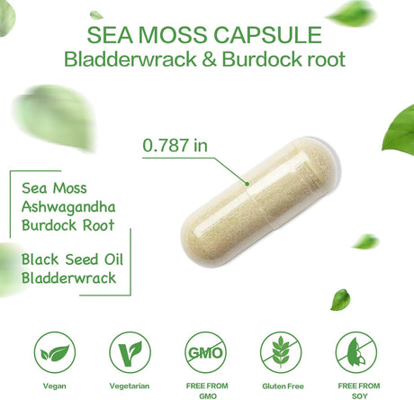 Cap. de Moringa Orgánica con Bladderwrack, B. Raíz y P. Negra, 2000mg
