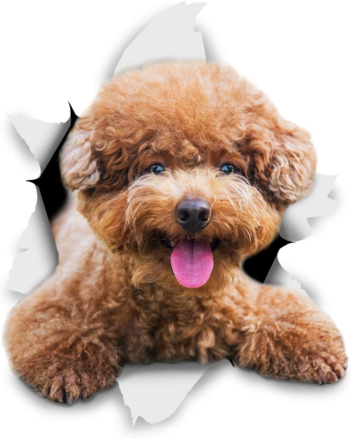 Stickers 3D para perro - Winston & Bear - Pack de 2 - Poodle