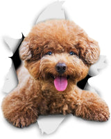Stickers 3D para perro - Winston & Bear - Pack de 2 - Poodle