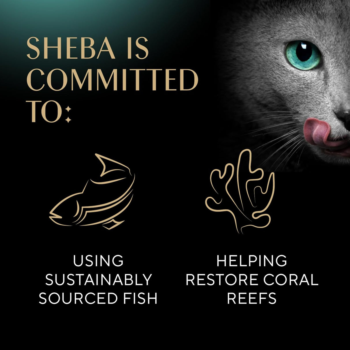 Comida Húmeda para Gatos SHEBA, Porciones Perfectas, 24 Trays