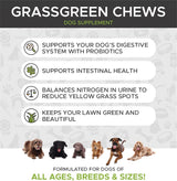 Vitaminas para perros de hierba verde hierba