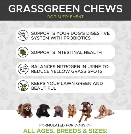 Vitaminas para perros de hierba verde hierba