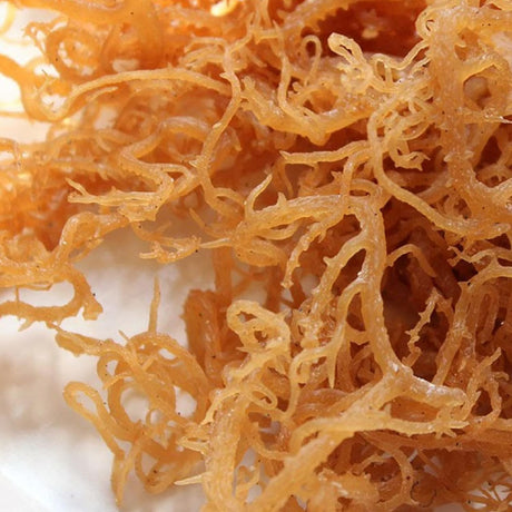 Moss Irlandés Salvaje HalalEveryDay 1lb Natural 16oz
