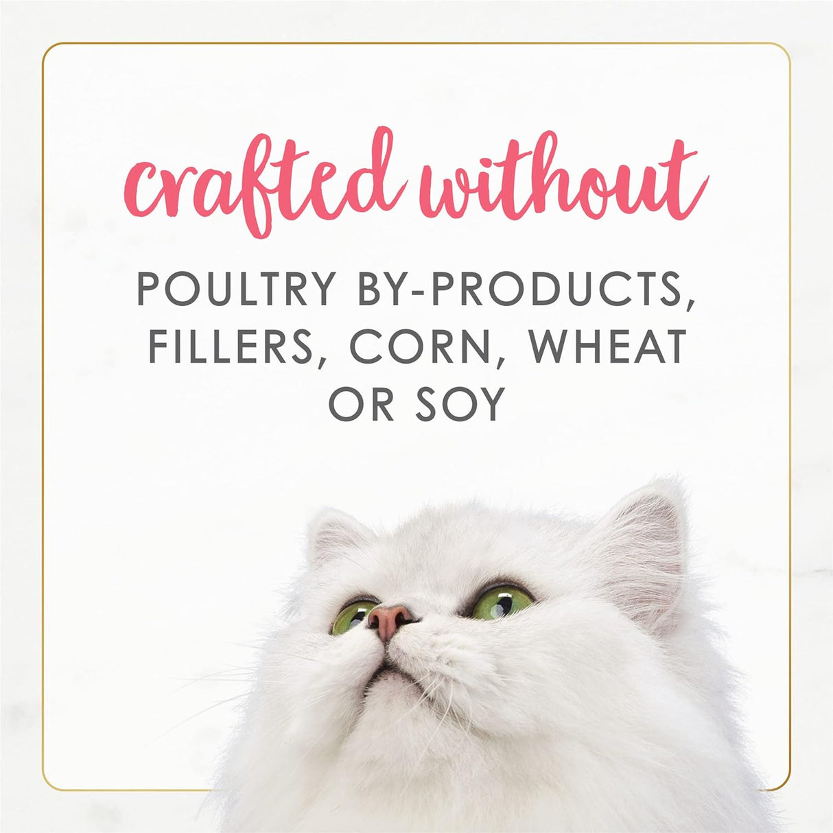 Alimento húmedo natural para gatitos sin granos