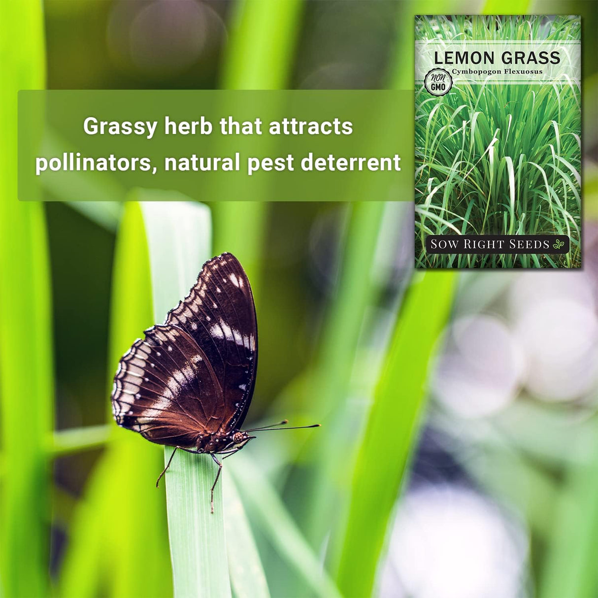 Semillas de Lemongrass - Sow Right Seeds - No GMO, Heirloom