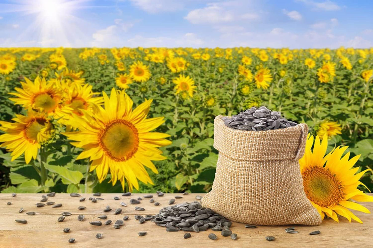 Semillas de Girasol Heirloom Non-GMO, Mezcla 15 Variedades