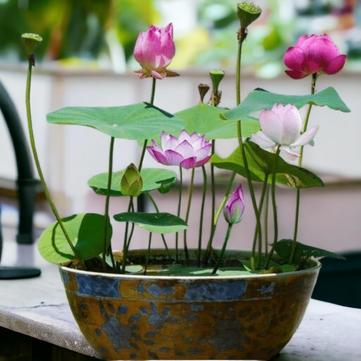 10pcs Semillas de Loto para Plantar - Acuáticas, No GMO