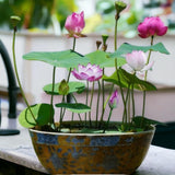 10pcs Semillas de Loto para Plantar - Acuáticas, No GMO