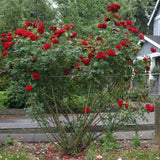 Rosa trepadora Heirloom Roses - Dublin Bay® - Planta viva