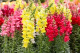 5000+ Semillas de Flores Snapdragon, No GMO, Regalos de Jardín
