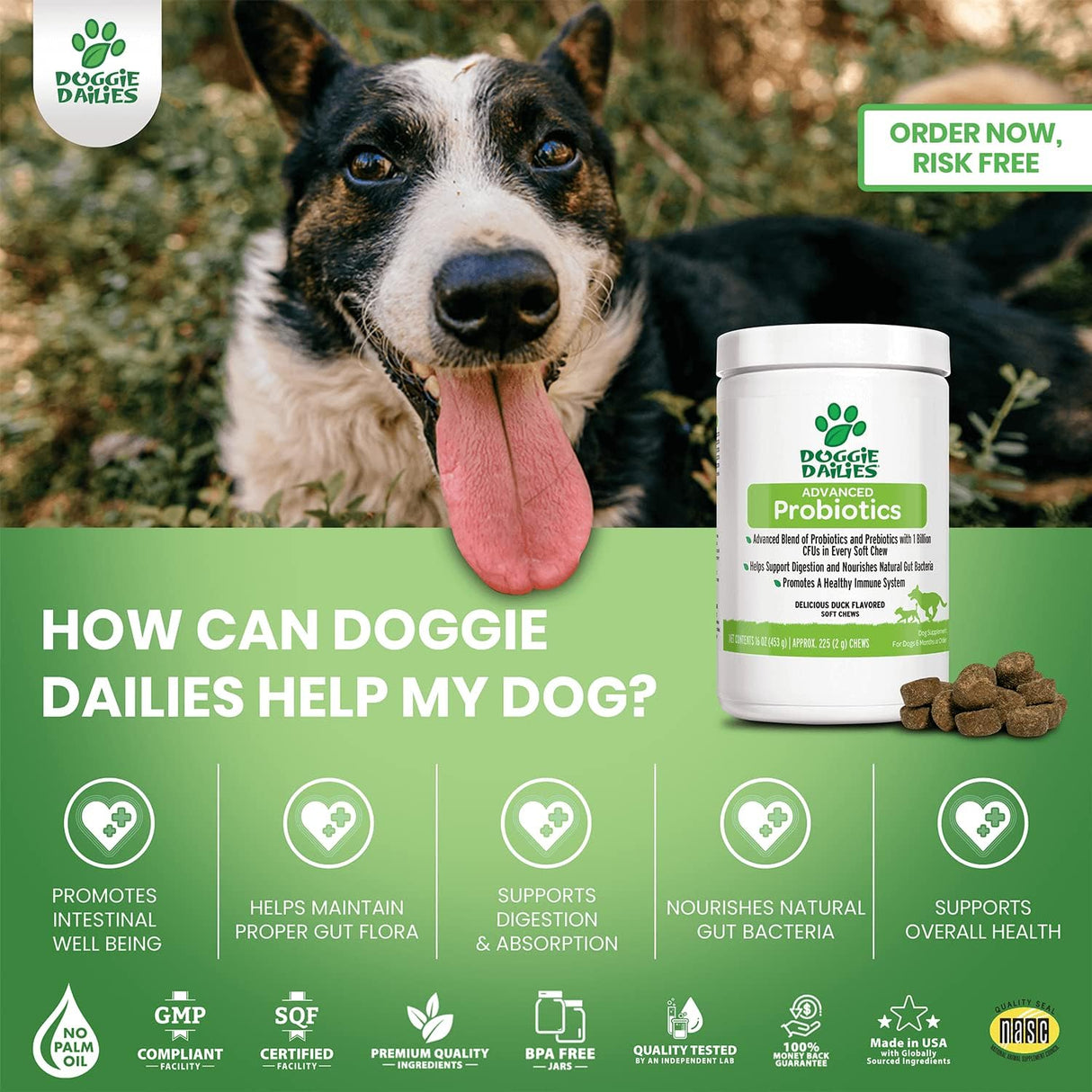 Vitaminas Probióticos para perros promueve la salud
