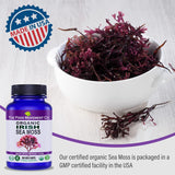 Irish Sea Moss Orgánico, Prebiótico, 70+ Minerales, 60 cápsulas
