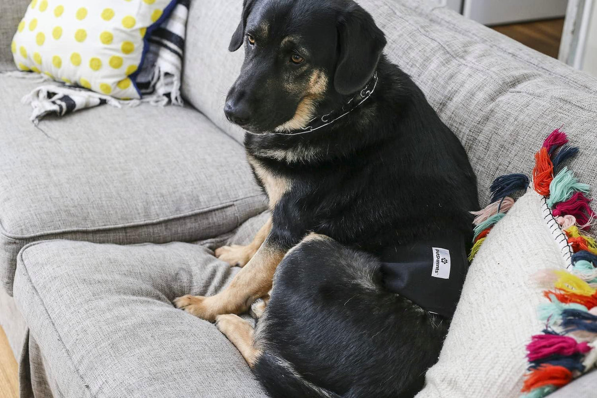 Pet Parents Bandas lavable absorción para perros machos