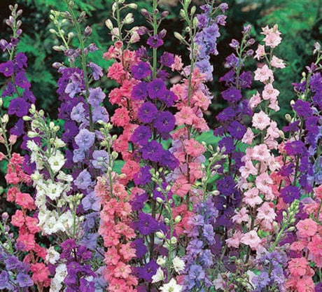 Semillas de Delphinium, No-GMO, Perennes, Mezcla Imperial