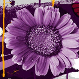 Semillas de Girasol No-GMO para Jardín - Decoración Ornamental