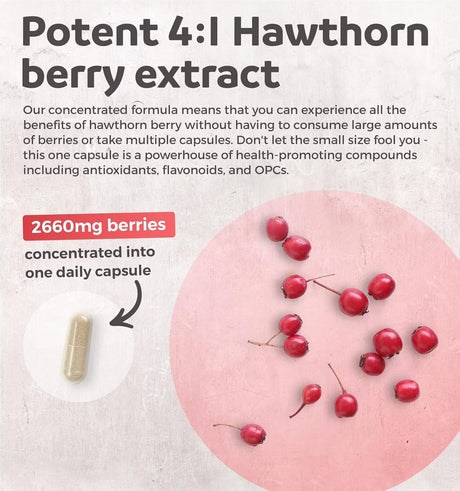 Suplemento Hawthorn Berry de digestión y salud cardíaca