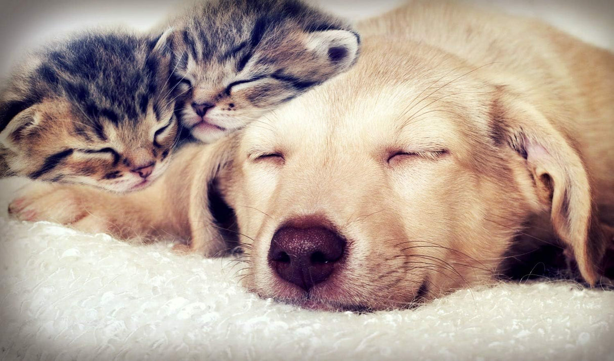 relajantes para gatos masticable I LOVE MY PETS LLC