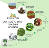 Cápsulas de Moringa Oleifera 1200 mg - Suplemento Energizante