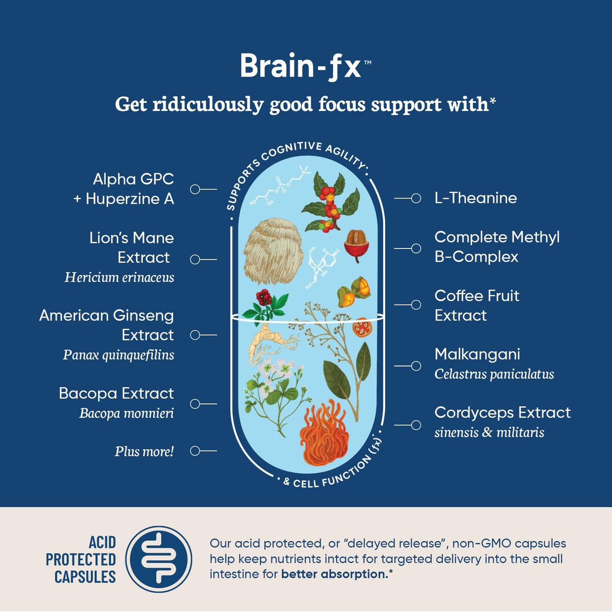 Soporte Cerebral Nootrópico, Memoria y Enfoque, Cápsulas Veganas