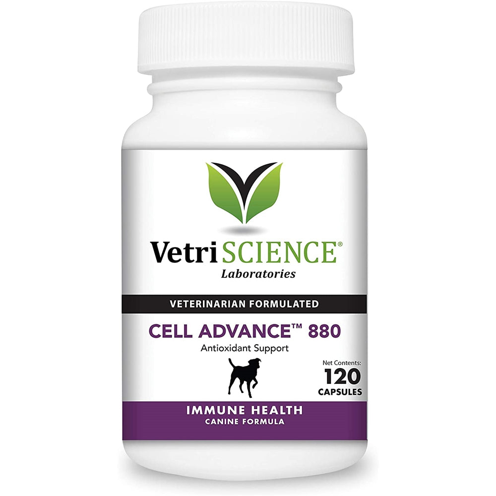 Vitaminas de apoyo inmunológico para perros