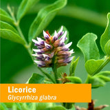 Extracto Líquido de Regaliz Orgánico - Herb Pharm - 1 Onza