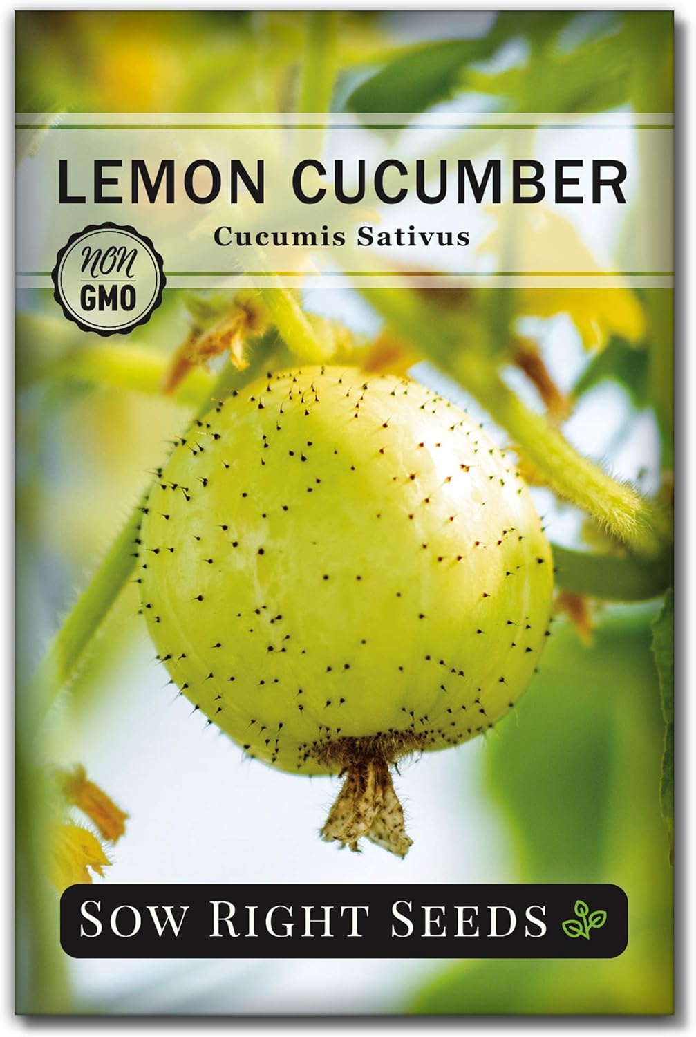Semillas de Pepino Limón - Sow Right Seeds - No GMO, Redondo