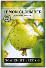Semillas de Pepino Limón - Sow Right Seeds - No GMO, Redondo