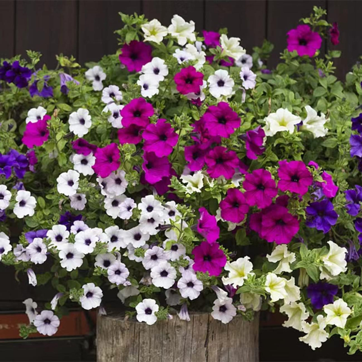 5000+ Semillas de Petunia Grandiflora para Jardín y Bonsai