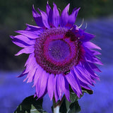 Semillas de Girasol No-GMO para Jardín - Decoración Ornamental