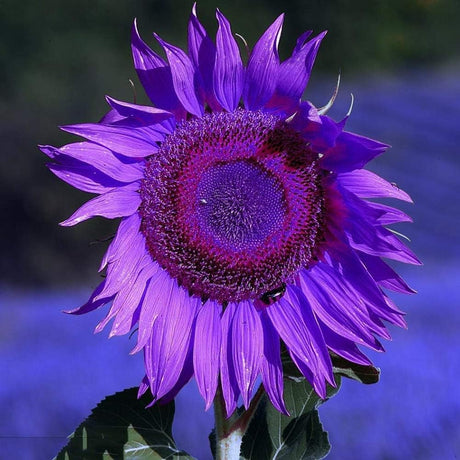 Semillas de Girasol No-GMO para Jardín - Decoración Ornamental