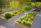 Mezcla de Semillas de Ensalada, Isla's Garden, 500+ Semillas