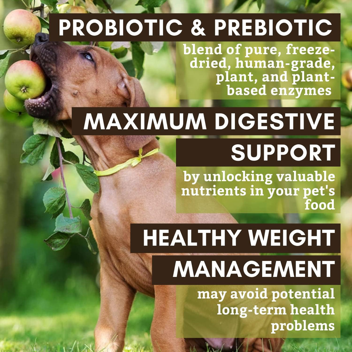 Vitaminas Probióticos para perros previene malestar