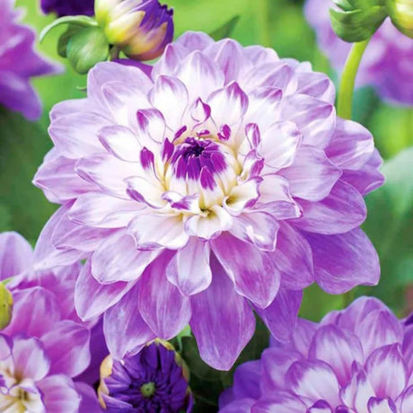 300+ Semillas de Dalia Pompon - Raras y Anuales
