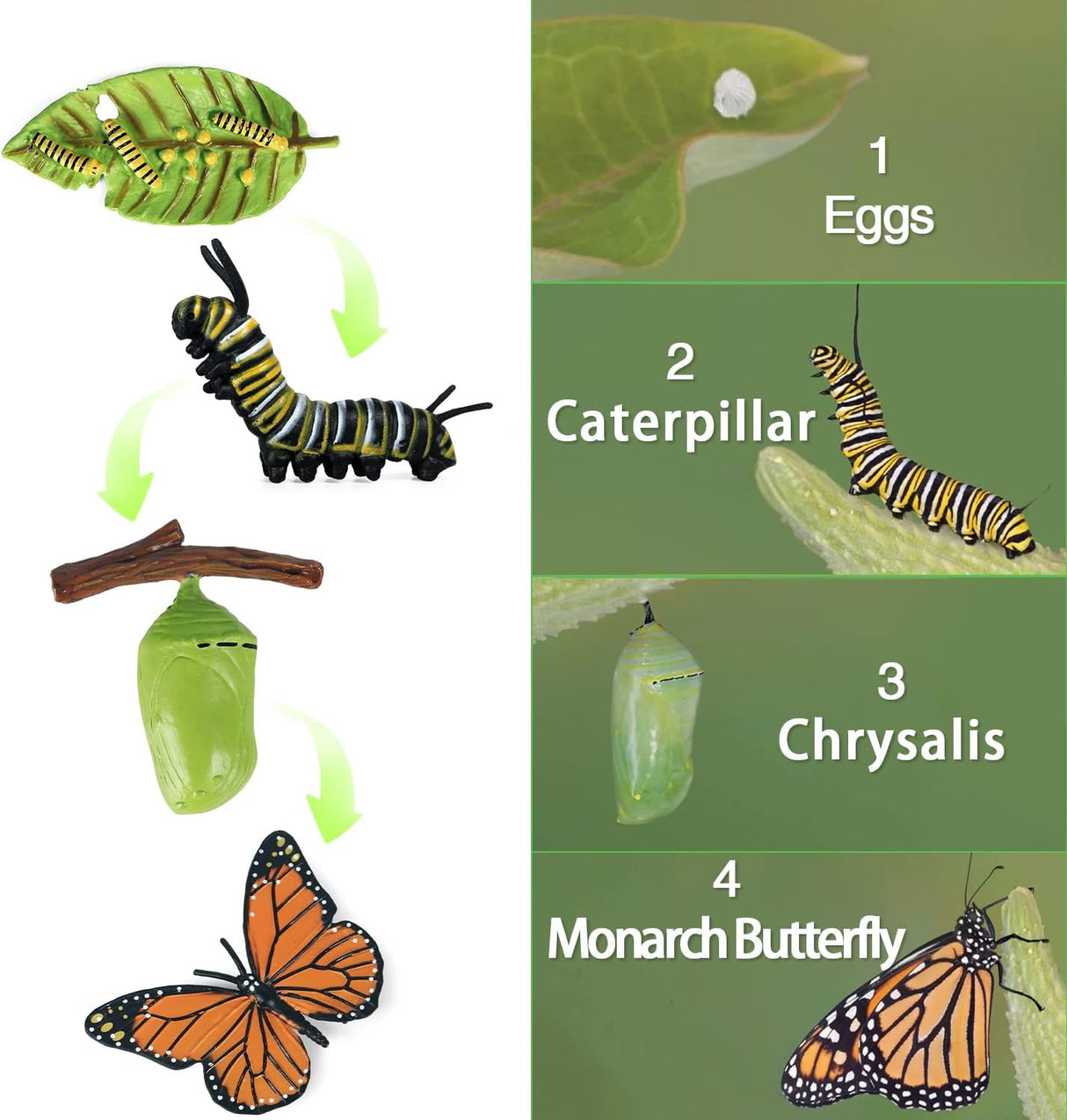 Figuritas de Ciclo de Vida de Mariposas SIENON, 4 Piezas