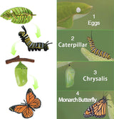Figuritas de Ciclo de Vida de Mariposas SIENON, 4 Piezas