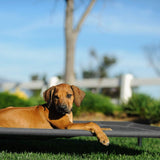 Cama Elevada Veehoo para Perros, Resistente y Lavable, CWC1803-L