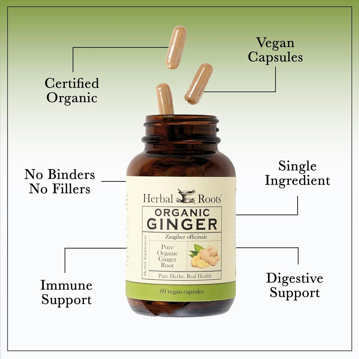 Suplemento Herbal Roots orgánicas de raíz de jengibre puro