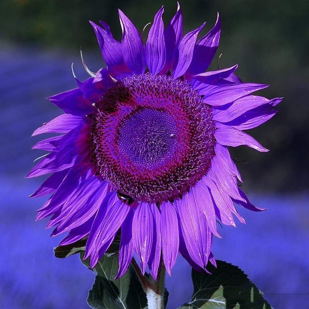 Semillas de Girasol No-GMO para Jardín - Decoración Ornamental