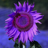 Semillas de Girasol No-GMO para Jardín - Decoración Ornamental