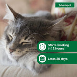 Tratamiento y prevención de pulgas para gatos pequeños