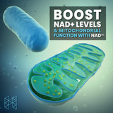 Suplemento HPN NAD+ Booster Alternativa NAD3 de longevidad