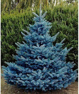 100 Semillas de Abeto Azul | Picea pungens glauca | Jardín