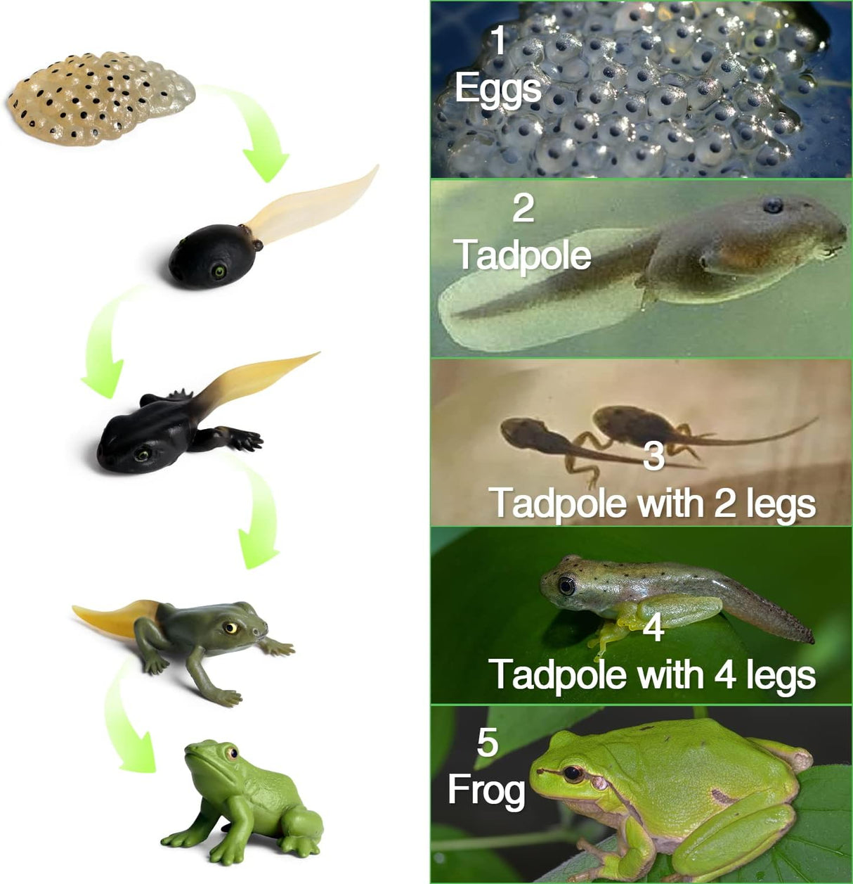 Figuritas Ciclo de Vida Animal SIENON - Rana y Salmón 10pcs